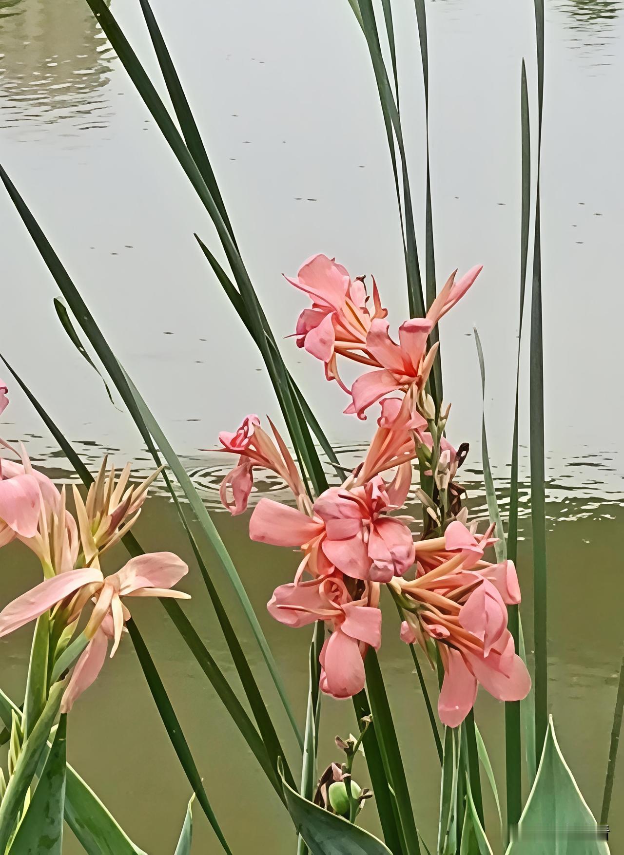 粉美人蕉，花之妖姬这几日天凉，正好公园漫步。湖畔的粉美人蕉开花了，实在是