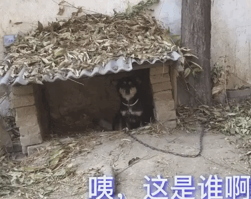 流浪狗被人帮找到新家，再次见到恩人时，场面感人落泪