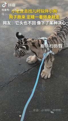 “火到新华社了！”河南一女子带着小老虎，去找它儿时玩伴小狗，谁料，小狗蹦蹦跶跑到
