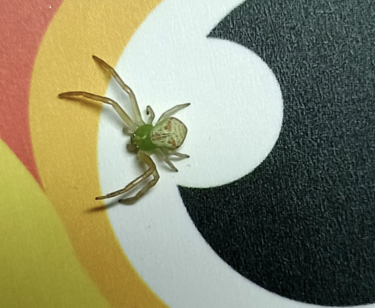 女子车上发现人脸蜘蛛怪吓人的[微笑][微笑]科幻片里面才会有的东西[抠鼻][挖鼻