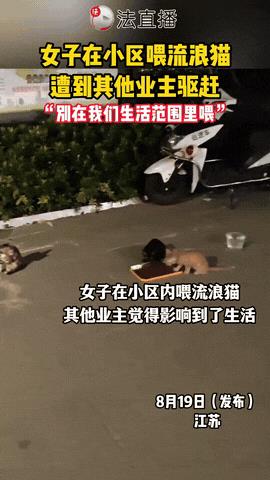 “吵翻了！”江苏一小区，一女子好心喂猫，刚蹲下就被业主厉声制止：“别我们生活范围