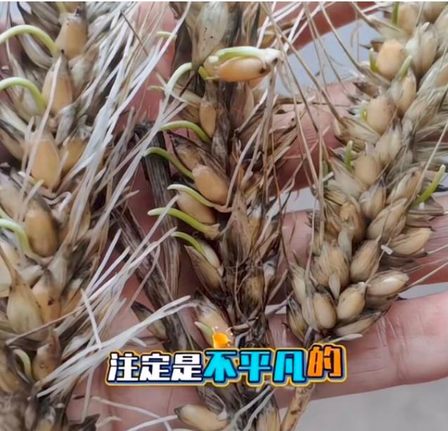 “割四赔五”的后果，终究在襄阳这片土地上应验了。由于错失了抢收时机，还没归仓的小