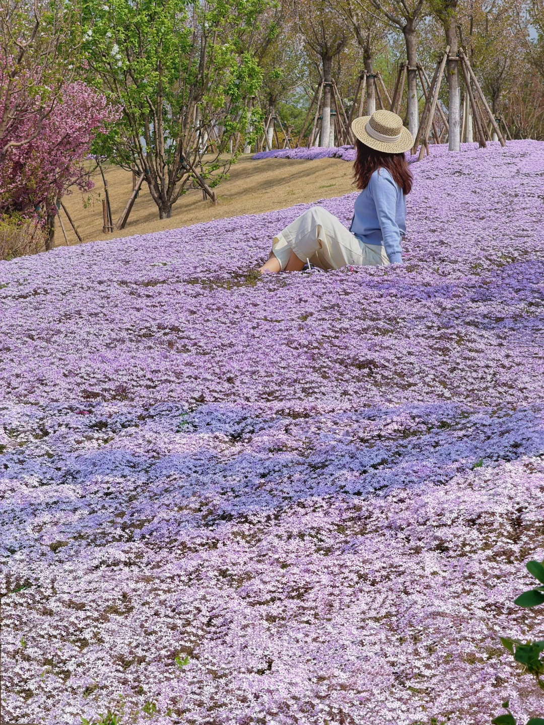 西安这片紫色花海💜 刚刚开‼️被美哭了😭😭