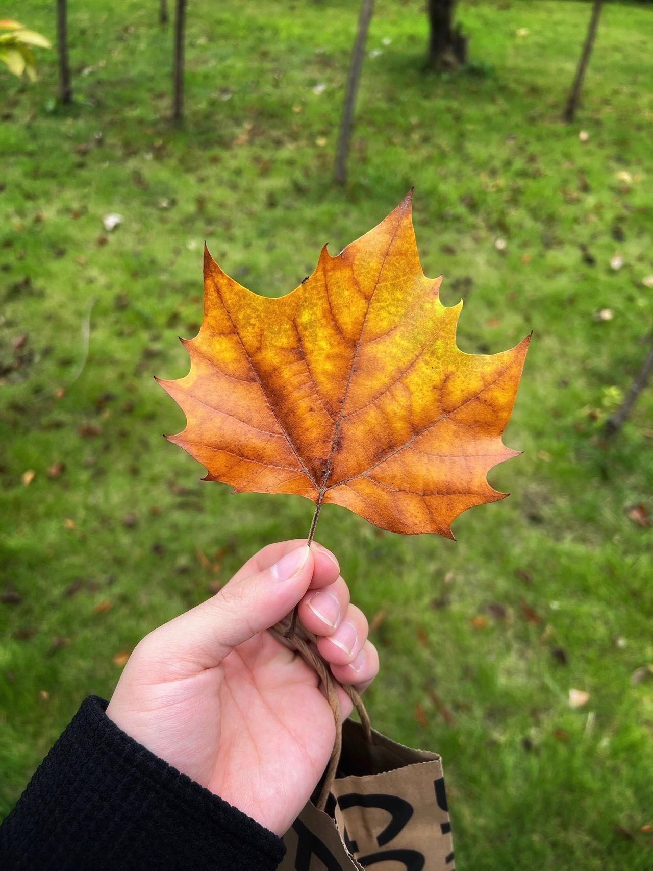 深秋初冬时节，随着气温逐渐转凉，树木的叶子也逐渐由绿转黄、由黄变红，纷纷飘落，铺