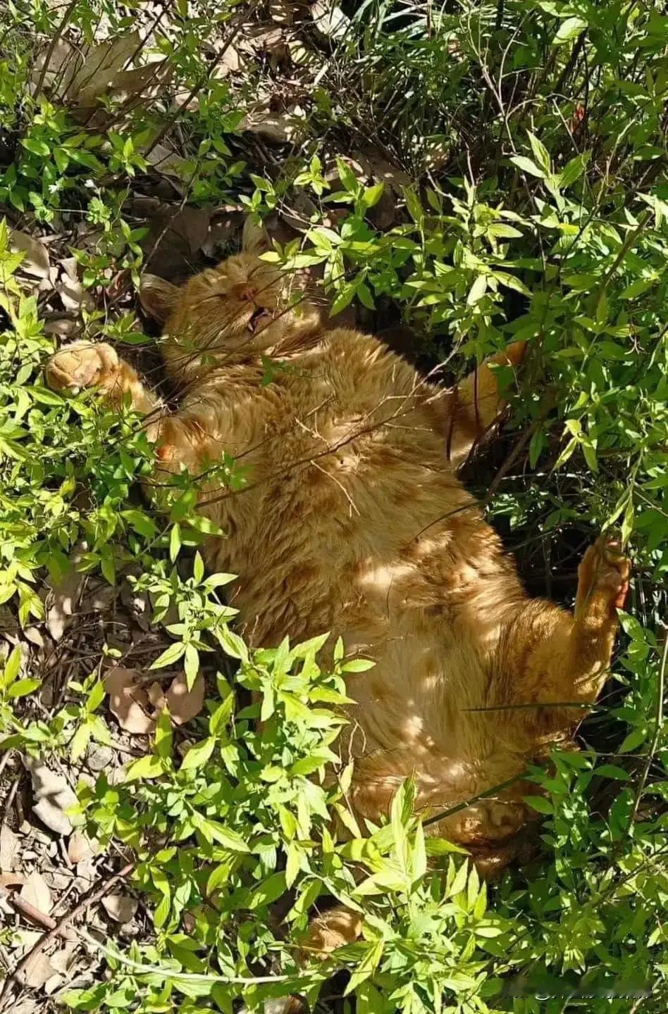 流浪猫的平均寿命只有短暂的两三年，在一个阳光的下午，这只已经活了五年多的流浪大橘