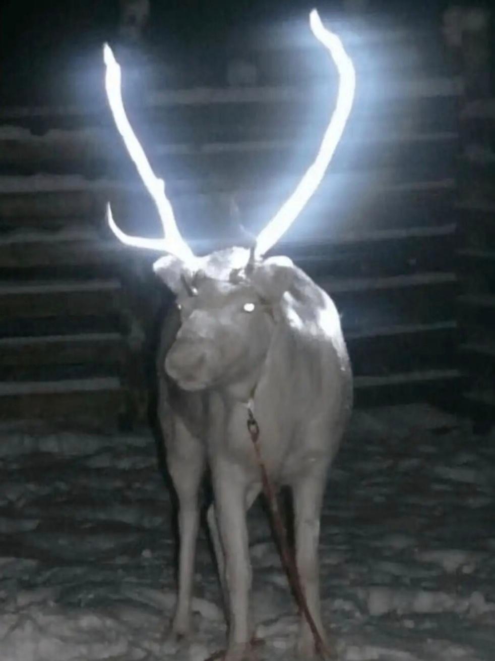 为了防止驯鹿夜里被车撞，芬兰人给鹿角刷上反光涂料。乍一看还有点神兽的味道