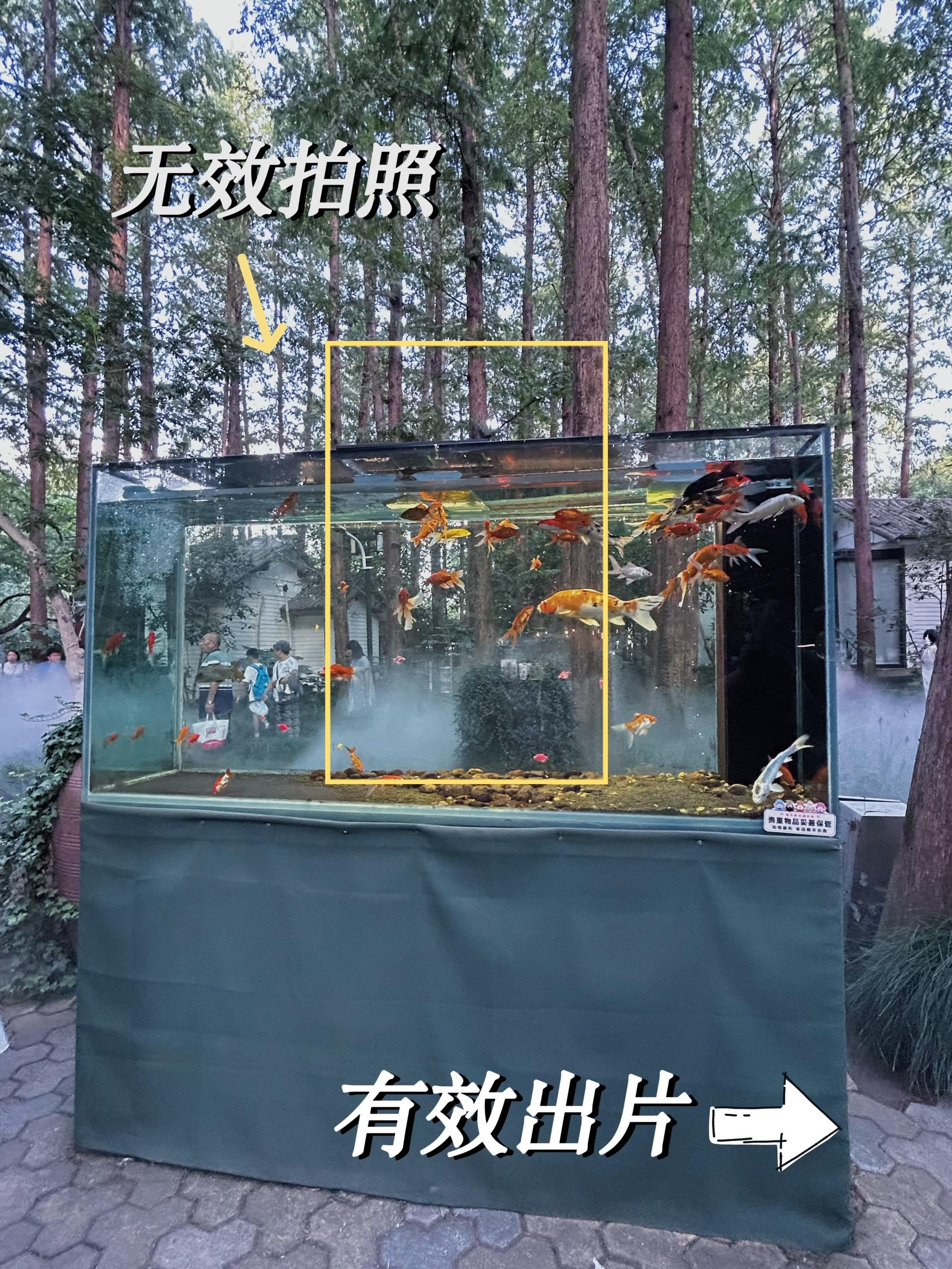 构图分享攻略｜无效拍照vs有效出片。金鱼拍摄技巧与构图分享： 1. 光...