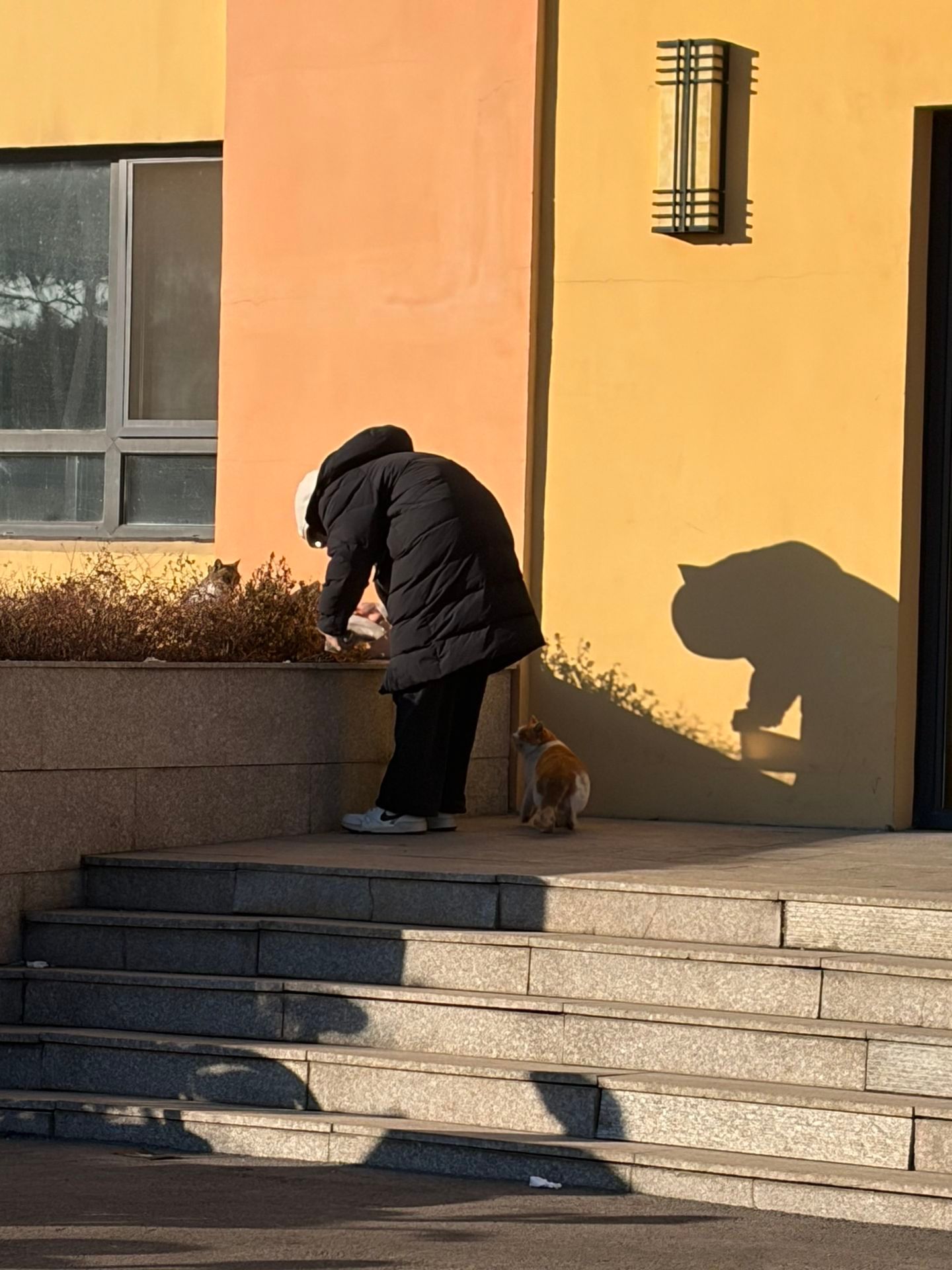 猫猫大王在做猫饭