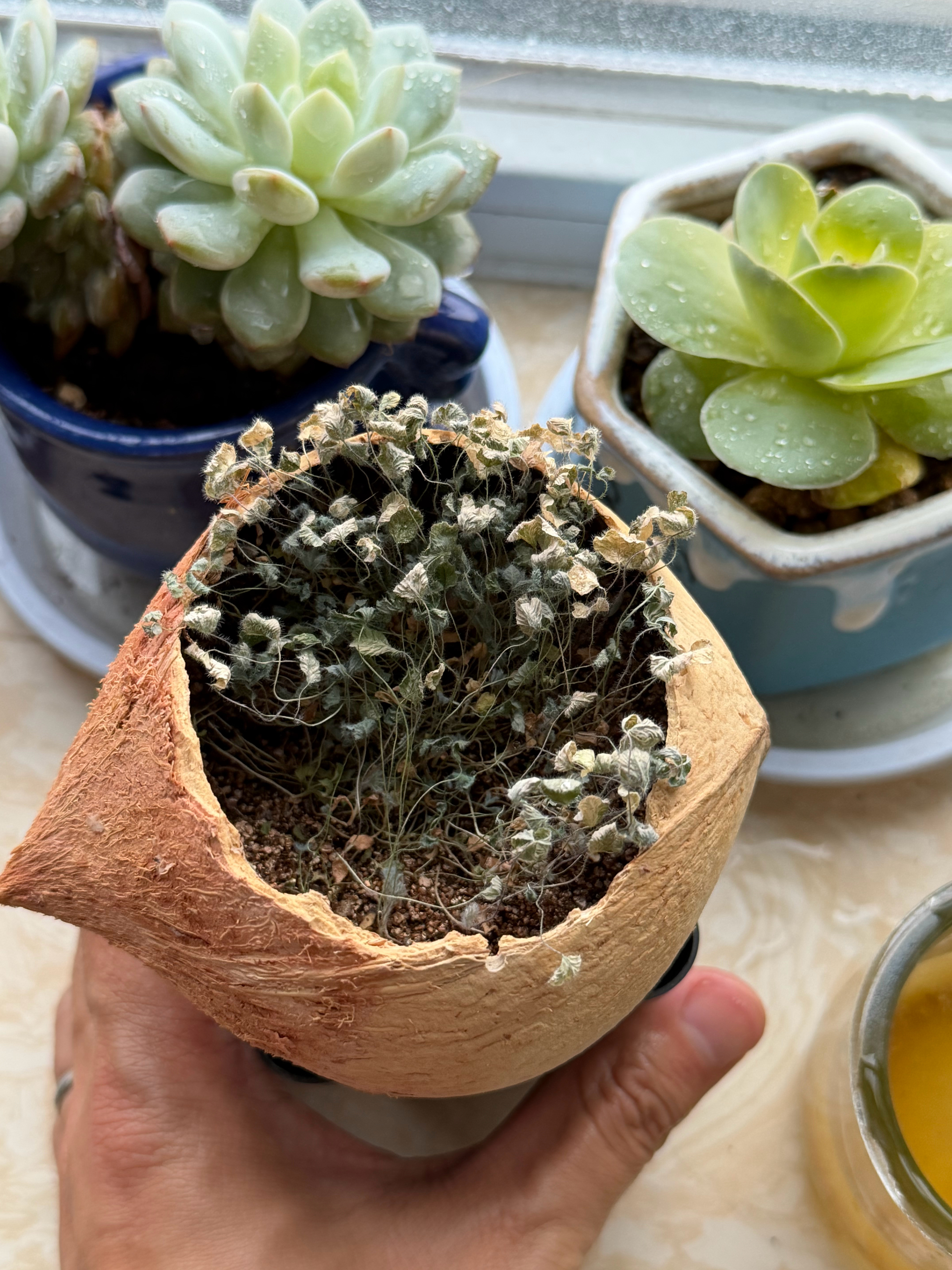 我养的这些花花草草，幸存了这些有的都已经成标本了浇浇水看看能不能挽救一下天津