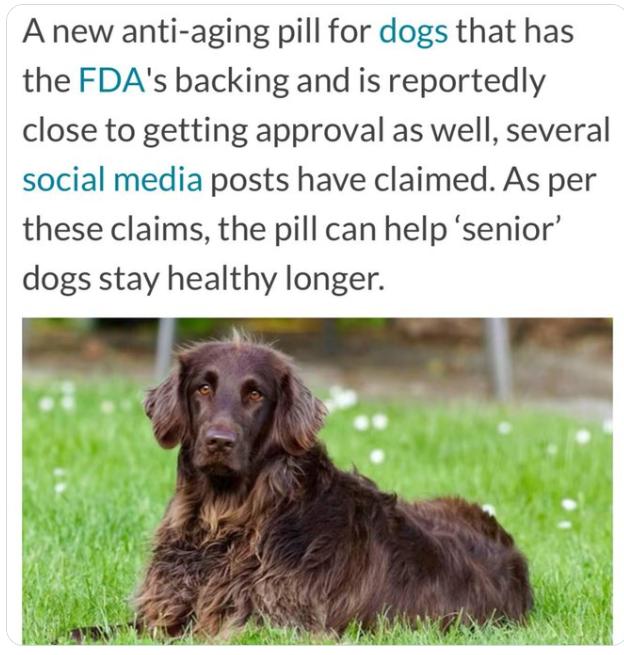 【科学家正在研制世界上第一种可以延缓狗衰老的药物。该药物预计将于2026年上市