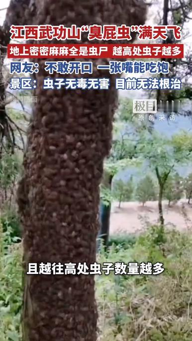 武功山，因一场漫天肆虐的小虫登上热搜。据5月19日报道，在武功山海拔1600