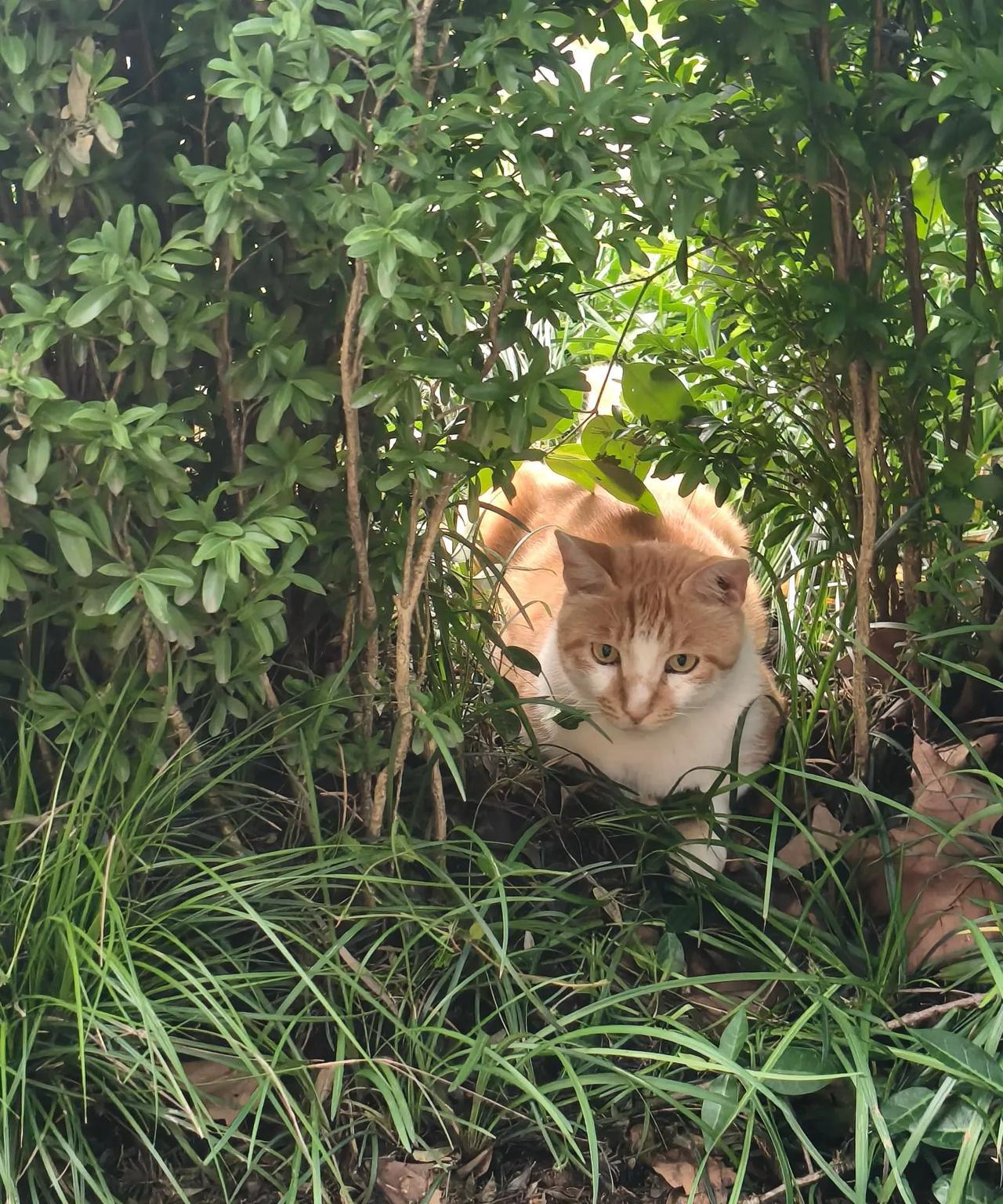 南京雨花台公园的橘猫和白猫。今天看到两只大猫，白猫和橘猫。橘猫一直蹲