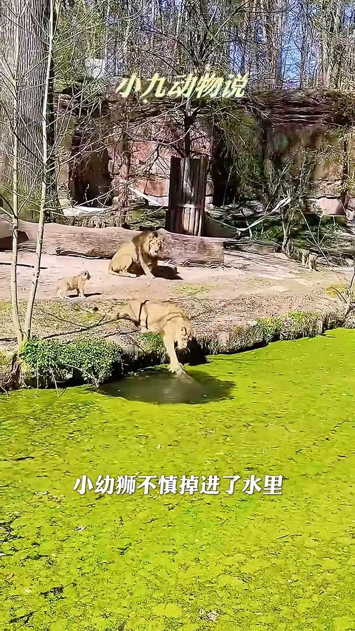 母狮救孩子。小九动物说。小幼狮不慎掉进了水里，母狮充满急切，正努力拯救着孩子