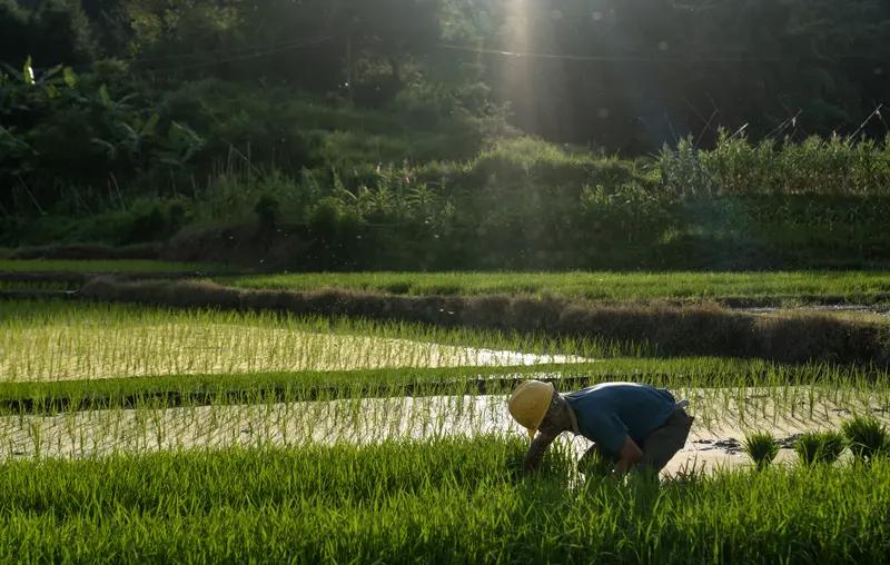 农民们大半辈子都在为土地付出，他们春耕秋收，用汗水滋养着每一寸土地，生产出的粮食
