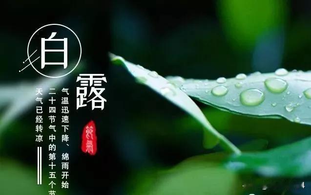 今天白露，但高温还会持续！有谚语说，“上午白露凉飕飕，下午白露热死牛”，意思是
