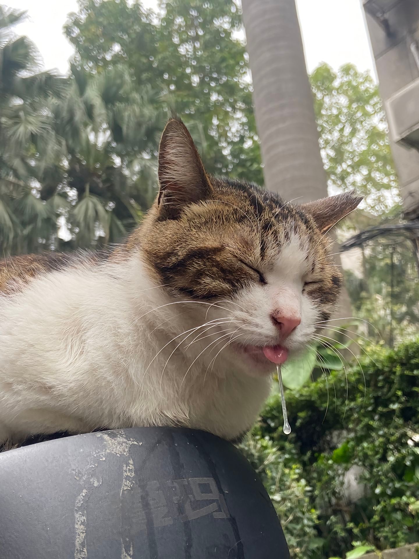 怎么会有小猫睡成这样