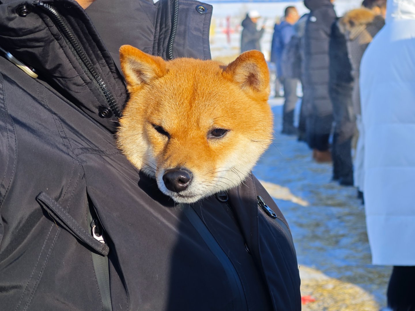 看把狗子冻成啥样了，别人是刷锅，腾势N8L就是玩。大v聊车腾势n8l呼伦贝尔