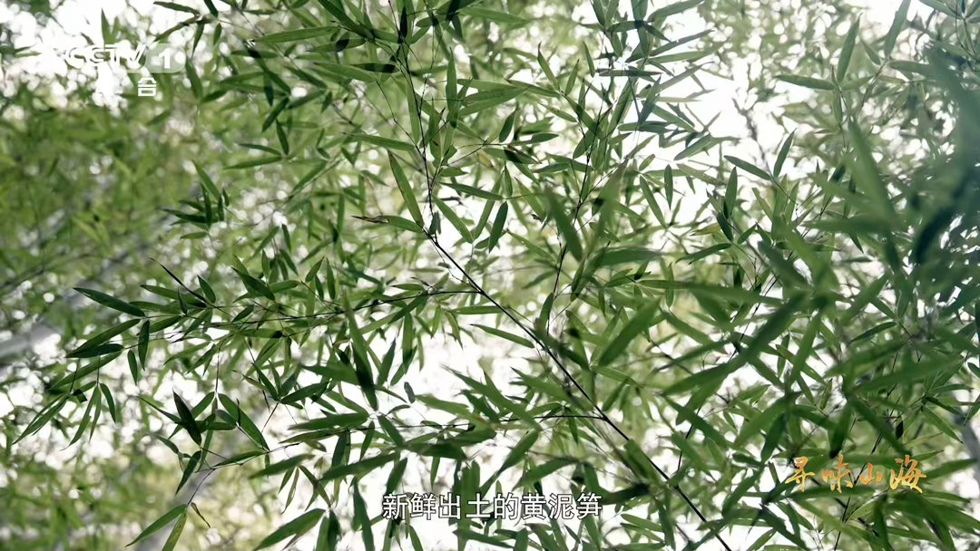 浙江有种长在海里的蒜沙蒜不是蒜是海鲜如果你在浙江听到“吃蒜”，别急着拒绝，可能是