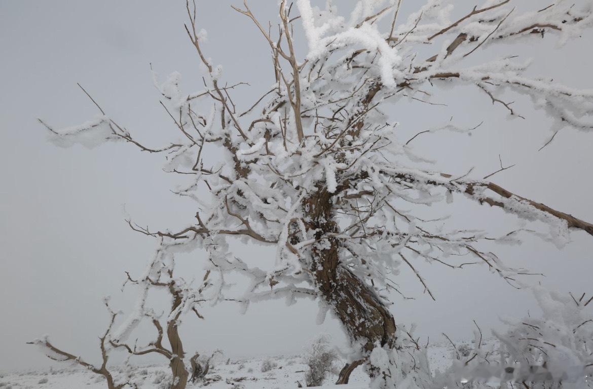 来新疆赏秋与雪山胡杨同框若说秋日有天花板，伊吾胡杨一定在列。不同于其他单一的胡杨