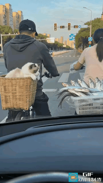 这只小猫咪也太可爱又好笑了吧！司机等红灯时，看见前面电动车篮子里的猫咪，盯