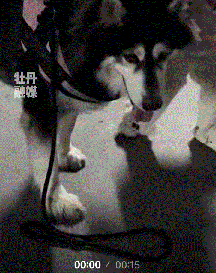 万万没有想到，小女孩和妈妈一起出门遛狗，期间小女孩就想牵着狗子遛弯，结果狗子直接