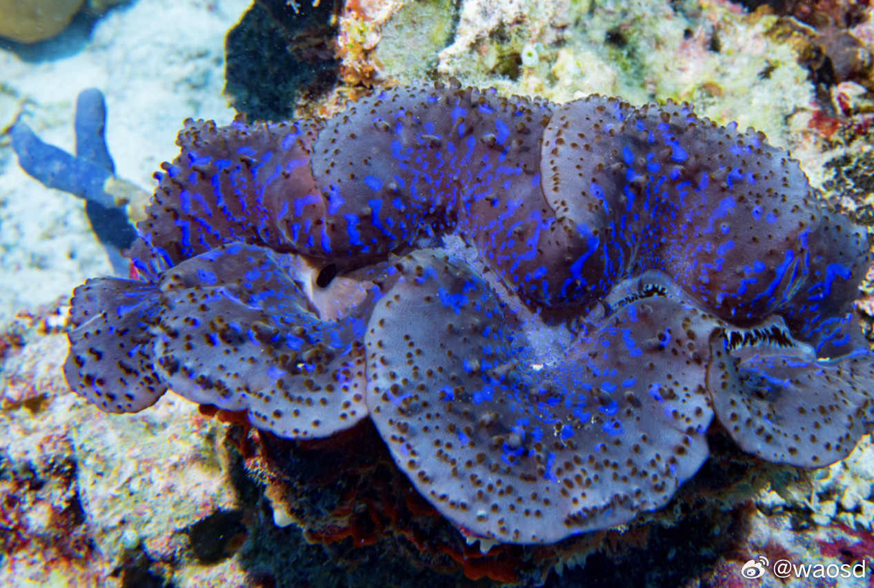 它活了一百年，做成珠子只要一天砗磲是海洋中最大的双壳类动物。壳长可达1.5米，