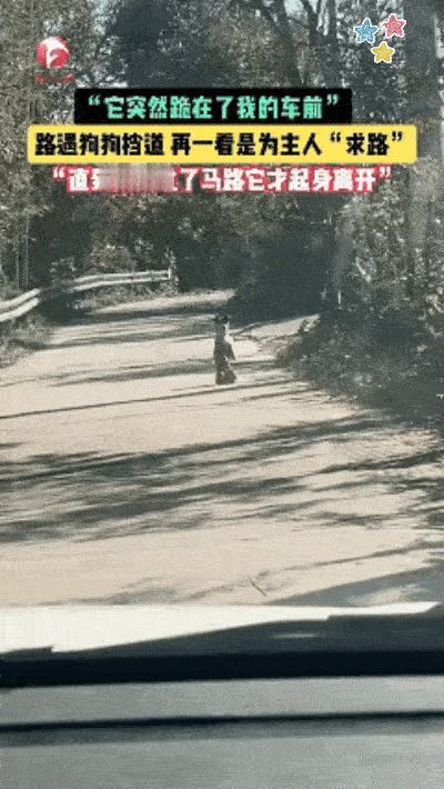 科学也解释不清了！安徽广德这只狗狗，直接把“万物有灵”焊死在我心里！双腿站立拦在