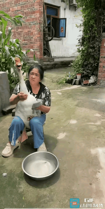 给狗洗脸的人确实有，擦拭大白鹅的绝无仅有，因为鹅一下水，浑身的灰尘自会冲刷得干干