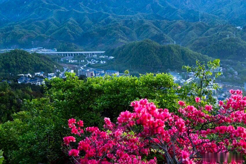 河南人的五一被杜鹃花承包了近日，河南老界岭上杜鹃花绽放，站在山腰，杜鹃映山，云