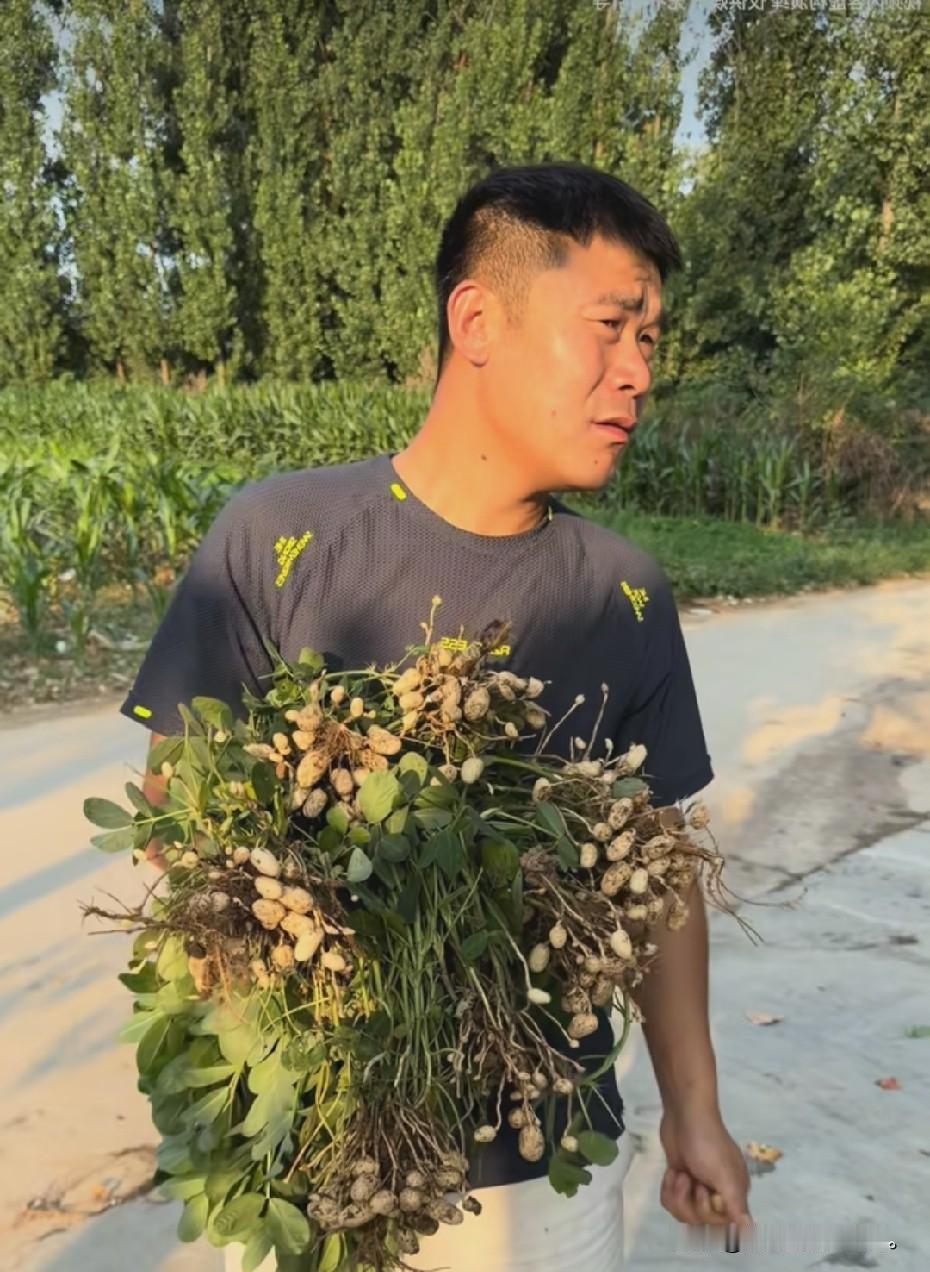 小故事！半熟在李佳的花生地里，拔花生被李佳发现，李佳说半熟你也太馋