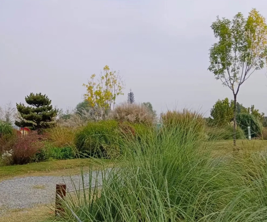 昨天回农村我二哥家，发现了一个问题，年越来越近了，但村里和街上人都很少很冷清。