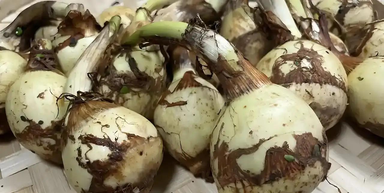 冬天，吃莲藕山药不如吃它，一润肺、二健脾，三通便，现在正当季冬天，吃莲藕山药