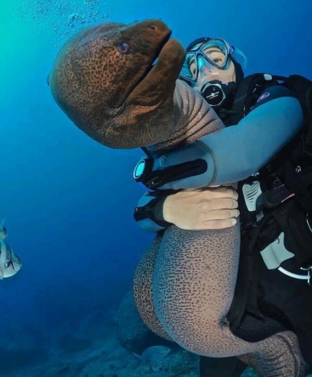 海底有一种鱼，第一眼看见它，你可能会怀疑：这玩意儿是不是从外星球偷渡来的？它就