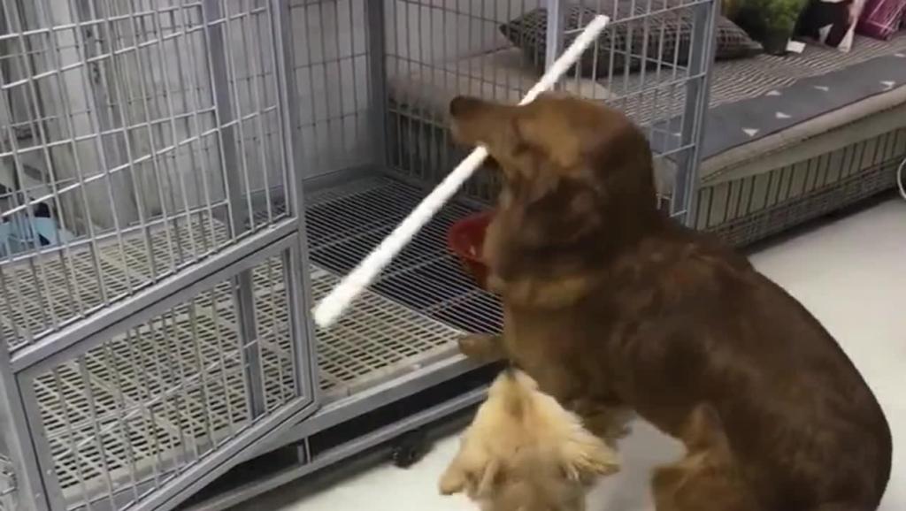 关于狗和棍子猜成语_棍子逗狗