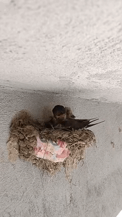 近日四川攀枝花，女子家门口有只燕子飞进来在房顶处筑巢，一开始女子并没有在意，可这