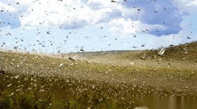 你没听错，十万只鸭子，坐着飞机，跨越大半个中国去新疆出差。专机，空运，还有饲养