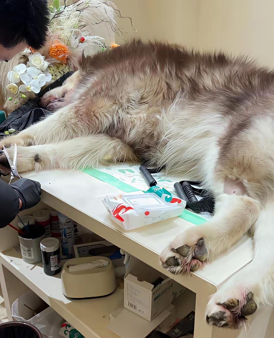 七年感情抵不过一次疯狂撕咬，安乐死背后，是家人满身伤痕……江苏王女士把养了七