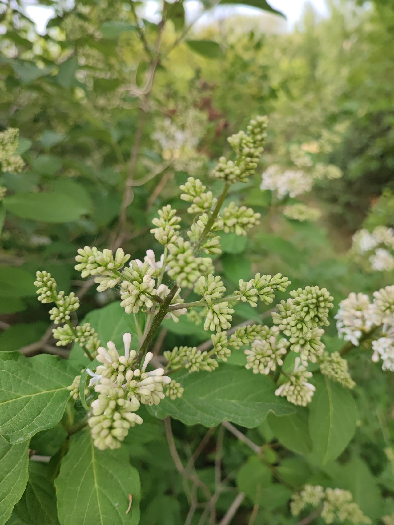 我被吓坏了吗前几天和老公抓中药，等的时候溜达看到河套里长满的野花，河套年久