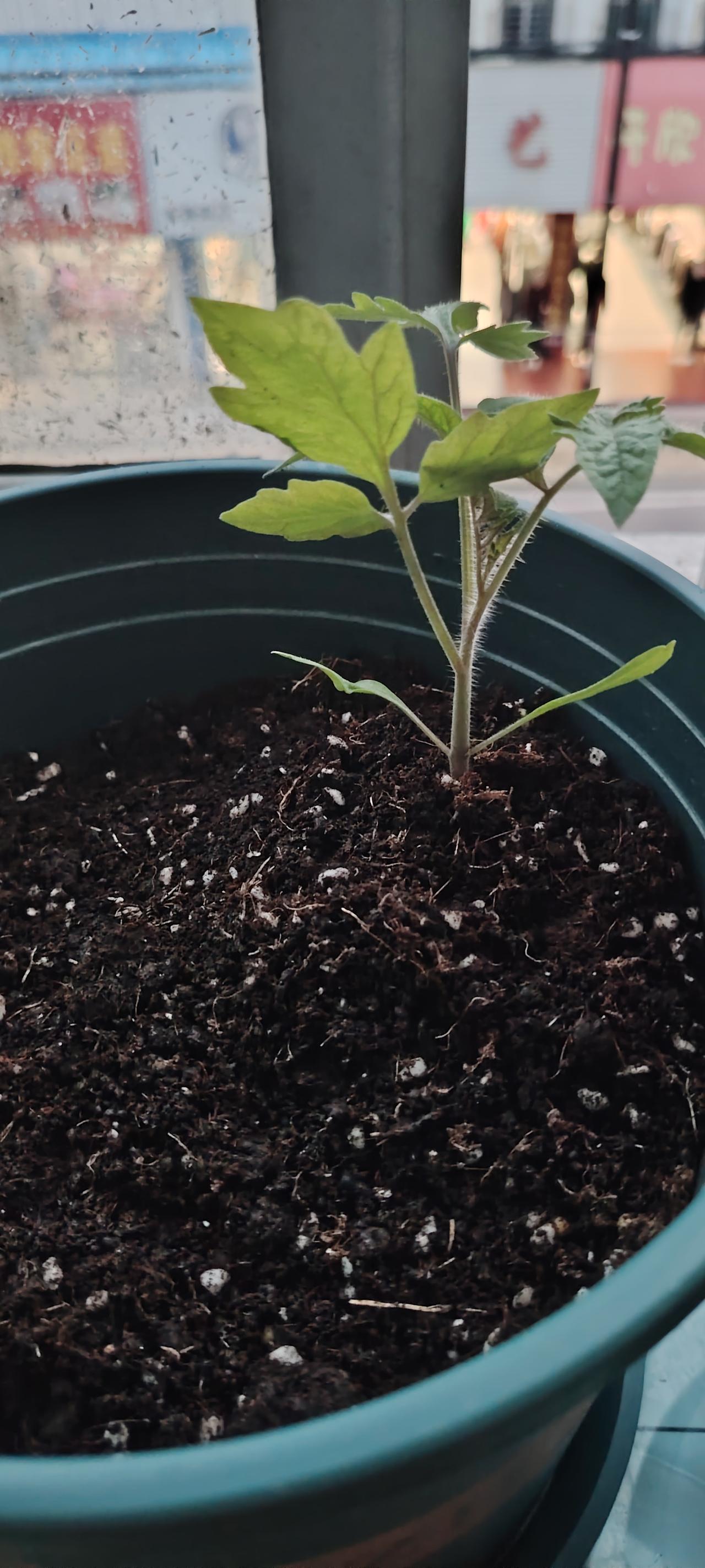 ＃家里的阳台花卉照片集＃