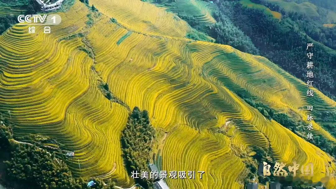 中国梯田美成油画漫步山间，望着连绵起伏的田垄，线条柔美、色彩浓郁，像极了大师笔