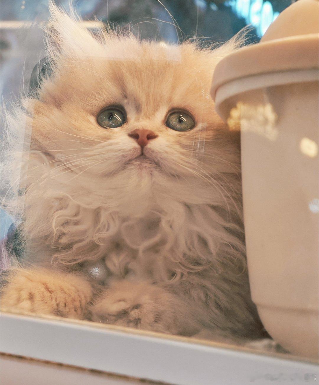 永远对小猫咪毫无抵抗力