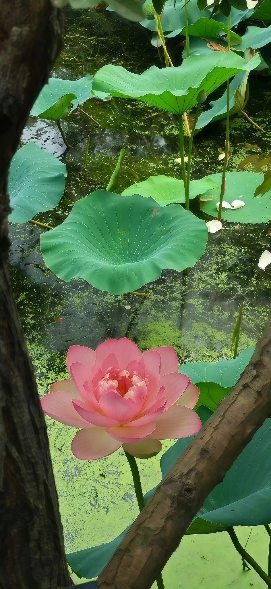 福气满满壁纸