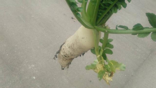 止咳白萝卜蜂蜜水, 制作简单材料易得, 流感季节常备点对家人好!