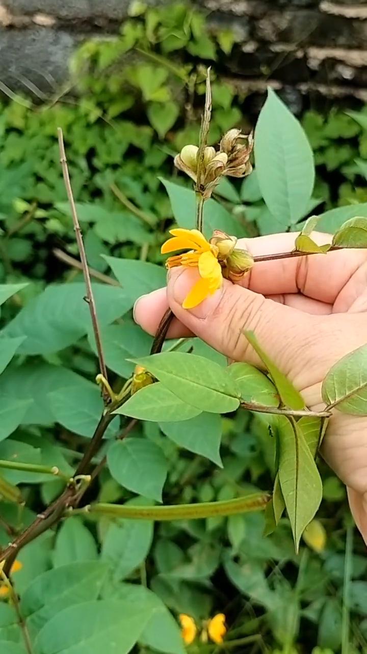 大家看这个植物可不简单，有它的地方蛇不敢出，没人称蛇门灭。据说它的叶子释放出的气