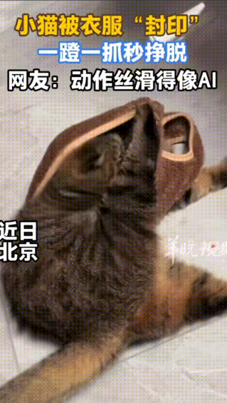太有灵性了！北京，女子在网上给猫咪买了件衣服，回到家后迫不及待的给它穿上了。然后