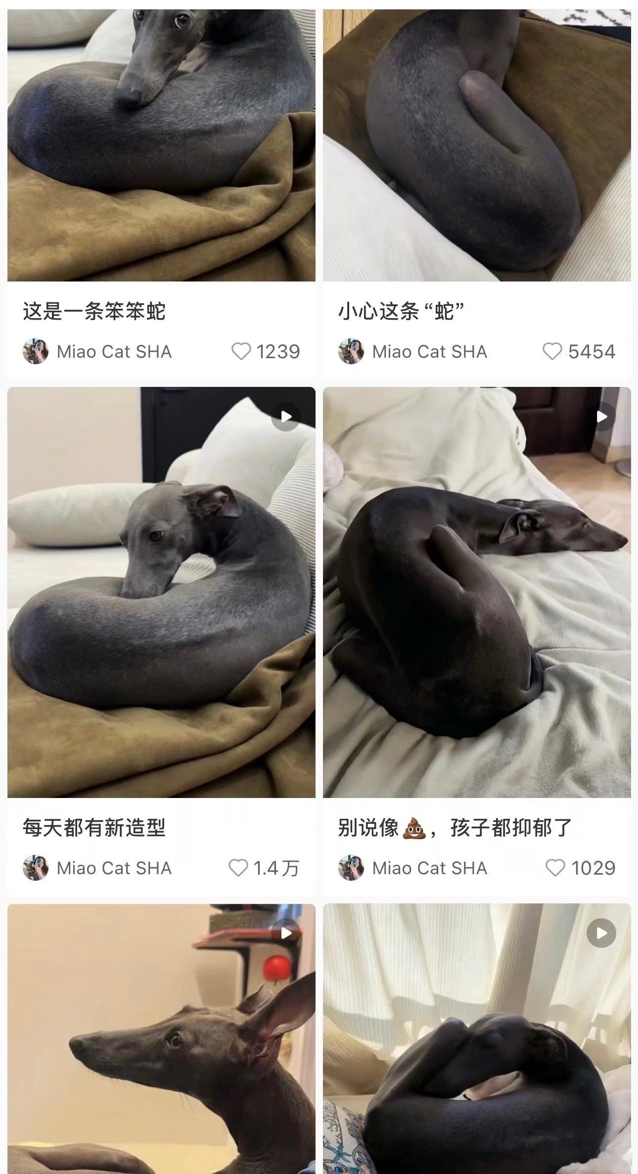 刷到一个养狗账号，他家灵缇长得像条黑色大便。