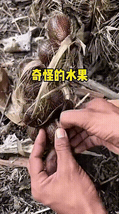 这是一种什么水果，有吃过的吗？