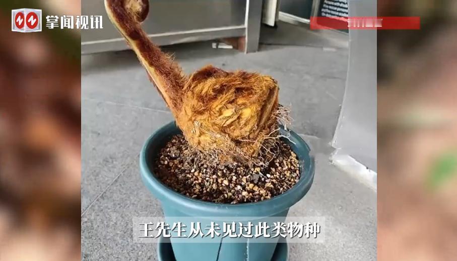 细思极恐！近日，上海，一男子收到朋友送的礼物，结果，却好像在盆栽中看到了金毛，他