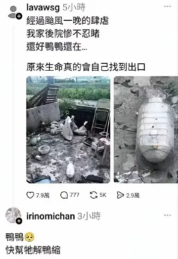 永远可以相信湾湾的谐音梗