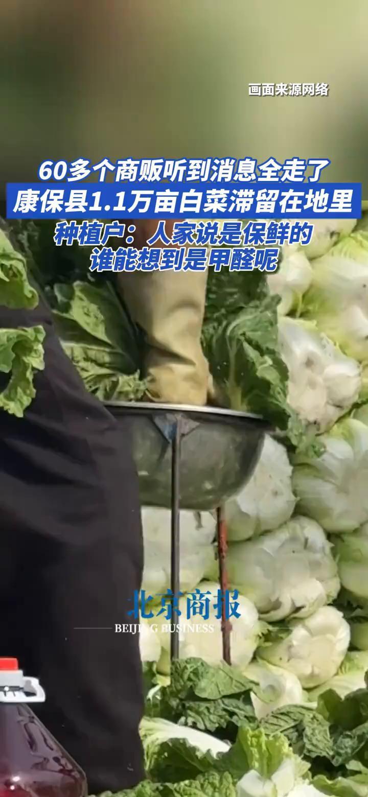 60多个商贩听到消息全走了，康保县1.1万亩白菜滞留在地里。种植户：人家说是保鲜